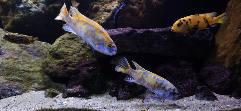 Labeotropheus trewavasae 'Border'